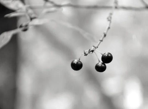 Bayas redondas negras en el árbol en el bosque Espino cerval blanco y negro — Foto de Stock