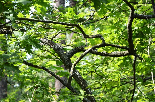 Ramas de árboles torcidos con hojas verdes vista de abajo hacia arriba — Foto de Stock