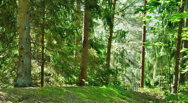 Yeşil ormanlar sisli çam ormanında yürüyor