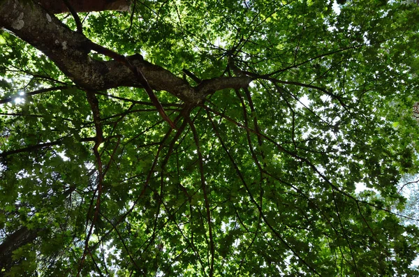 Дерево знизу зелене листя в небі — стокове фото