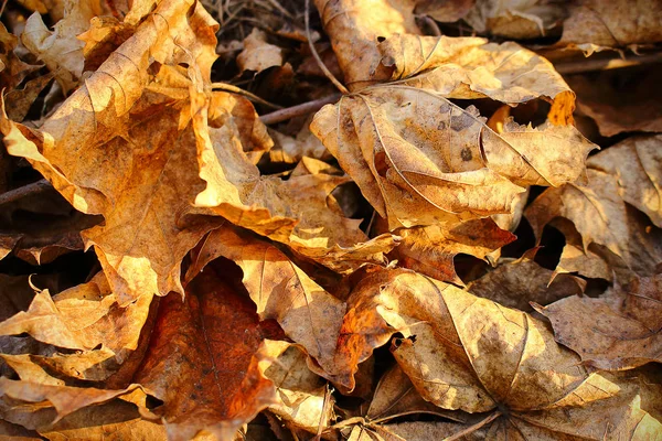 Brown e amarelo outono caído folhas no chão — Fotografia de Stock