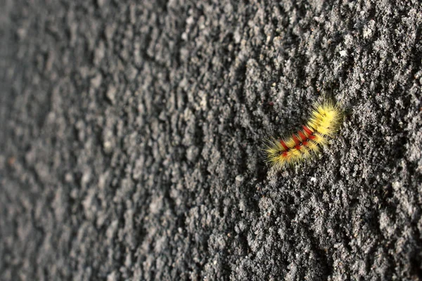 Oruga peluda amarilla y roja sobre fondo de pared de hormigón texturizado rugoso gris — Foto de Stock