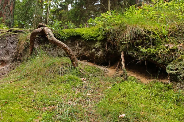 Old creepy tree roots in the woods in green grass
