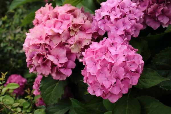 Pink hydrangeas garden shrub small pink flowers