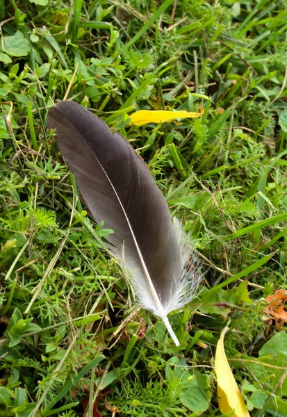 Šedé holubí peří na zelené trávě — Stock fotografie