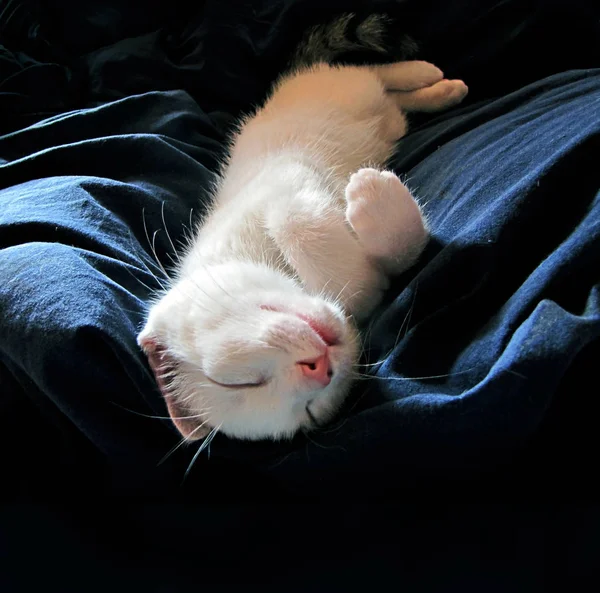 Blanco gato feliz sonriendo durmiendo en su espalda en tela azul oscuro — Foto de Stock
