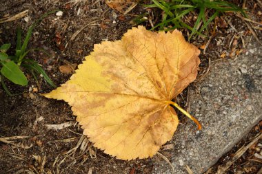 Yerde kuru sarı ıhlamur yaprağı