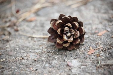 Çam iğneleri ile kaldırımda çam konisi