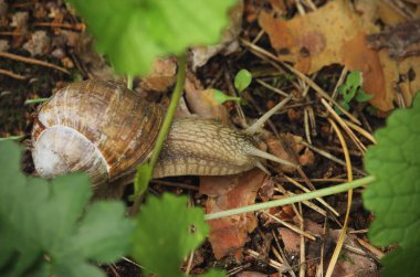 Kahverengi kuru düşmüş yaprakları ve yeşil çim kahverengi salyangoz
