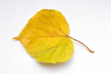 Beyaz arka plan üzerinde izole sarı sonbahar yaprak