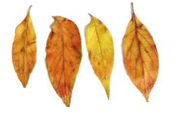 Sarı sonbahar yaprakları beyaz arkaplanda izole