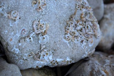 Deniz plajı kaya arka planına kazınmış kabuk dokusu