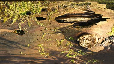 Yosun arka plan ile Orman ağacı kabuğu ahşap dokulu gövde