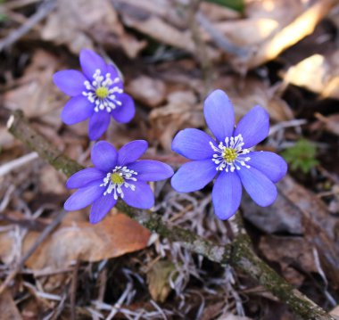 Geçen sonbaharın kuru yapraklarında mavi bahar kardelen çiçekleri