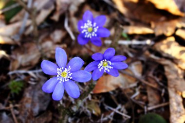Geçen sonbaharın kuru yapraklarında mavi bahar kardelen çiçekleri