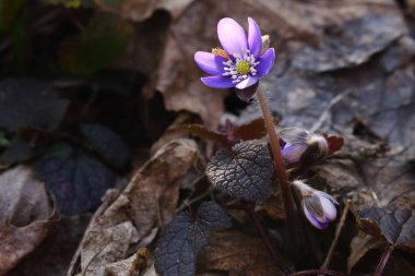 Geçen sonbaharın kuru yapraklarında mavi bahar kardelen çiçeği