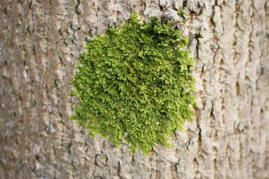 Dokulu yüzey ağacı kabuğu üzerinde yeşil yuvarlak yosun nokta