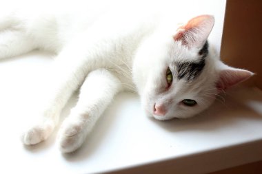 Pencere üzerinde yatan beyaz ve gri kedi