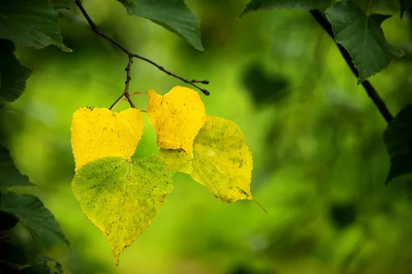 Hojas de tilo amarillo brillante sobre fondo verde — Foto de Stock