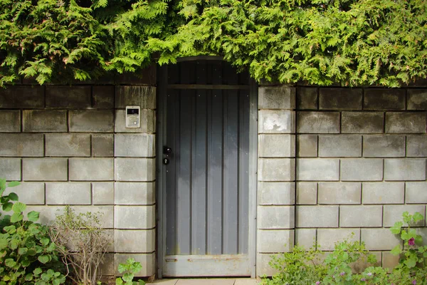 緑の葉で覆い込まれた閉じたドアを持つ灰色のブロックフェンス — ストック写真