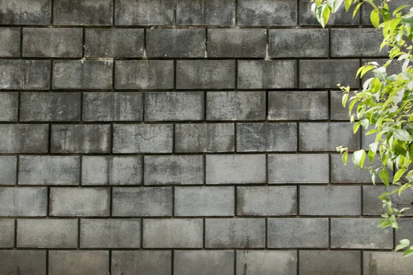 Сірий блок паркан з зеленим листям — стокове фото