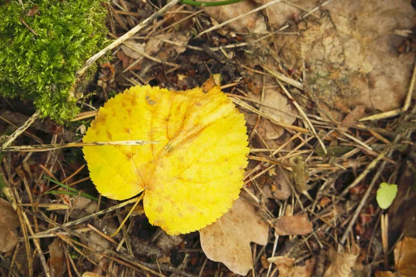 明亮的黄色林登叶在地上 — 图库照片