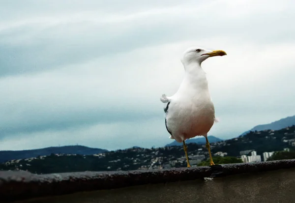 Seagull stående i vinden på blå grumlig himmel bakgrund — Stockfoto