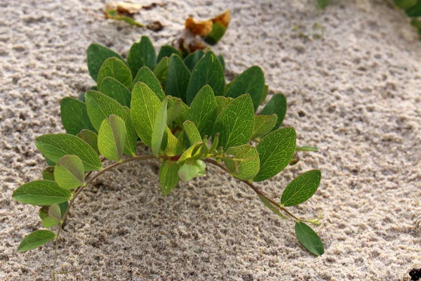 Green Grass Dune Plant, Sea Grass på sandstrand — Stockfoto