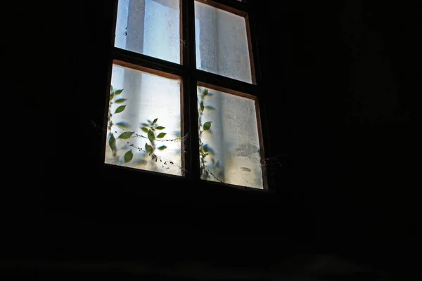 Spooky dirty window in the dark with dead insects, creeping plant and spider web — Stock Photo, Image