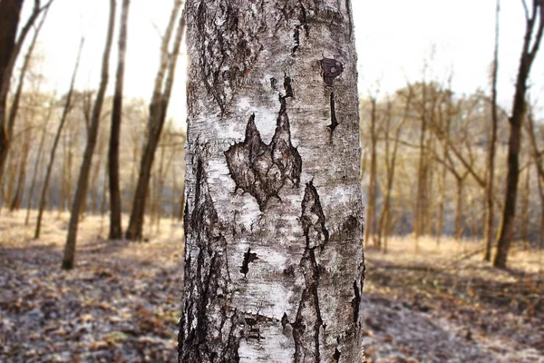 Tronco di betulla nel bosco in luce del tramonto con poco diabolico cercando posto nel mezzo — Foto Stock