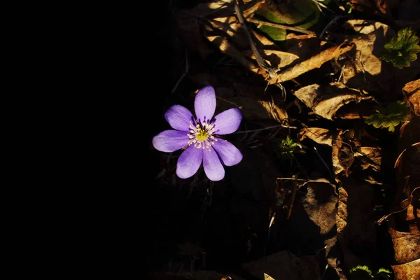 Fleur bleue de chute de neige de printemps dans les feuilles sèches de l'automne dernier — Photo