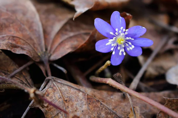 Fleur bleue de chute de neige de printemps dans les feuilles sèches de l'automne dernier — Photo