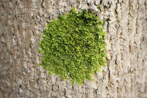 Mancha de musgo redondo verde en corteza de árbol de superficie texturizada — Foto de Stock