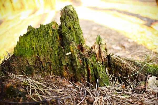 Vecchio tronco d'albero parte ricoperta di muschio — Foto Stock