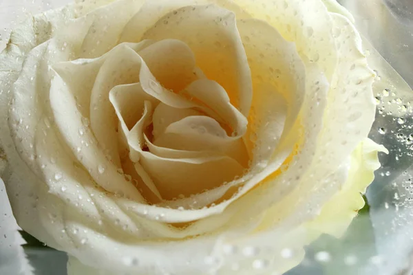 Big wet white rose and rain drops on petal close-up — Stock Photo, Image