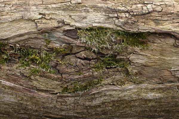 Кора тёмно-коричневого дерева с зелёным мхом — стоковое фото