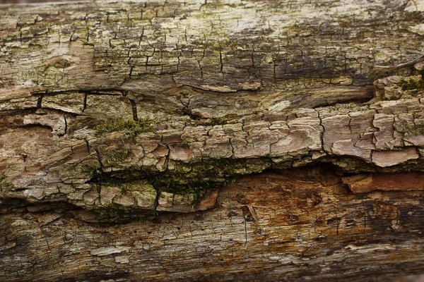 Muschio verde della corteccia dell'albero marrone scuro wih — Foto Stock