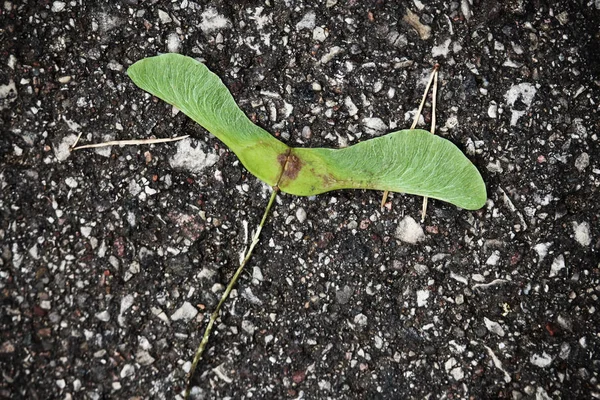 Asas de sementes de bordo verde deitado no pavimento de concreto cinza — Fotografia de Stock