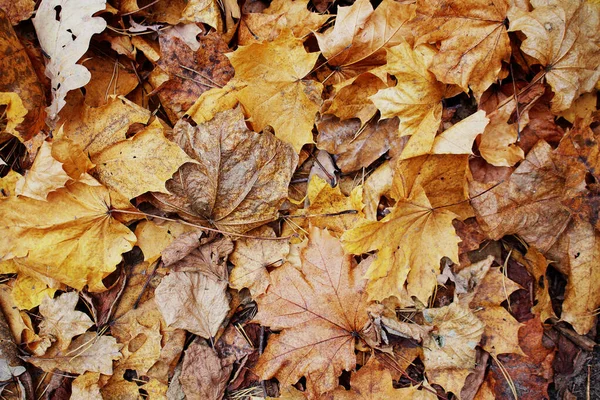 黄褐色各种落叶背景 — 图库照片