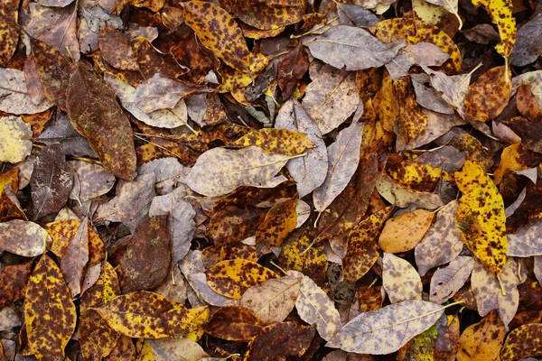 Amarelo e marrom várias folhas caídas fundo — Fotografia de Stock
