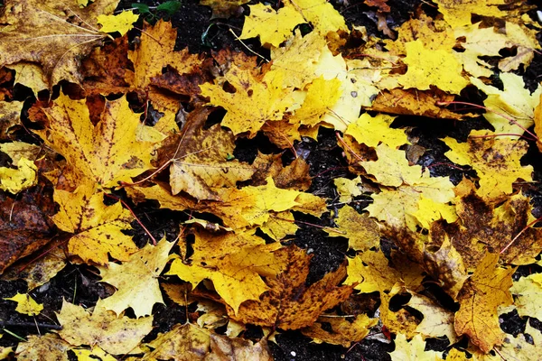 Amarillo y marrón varias hojas caídas fondo — Foto de Stock