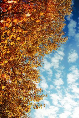 Mavi gökyüzü arka planında sarı ağaç tepesi yaprakları