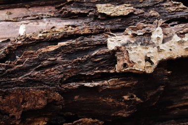 Ağaç kabuğu desenli koyu arkaplan