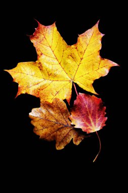Sonbahar ağacı yaprakları siyah arkaplanda izole edilmiş