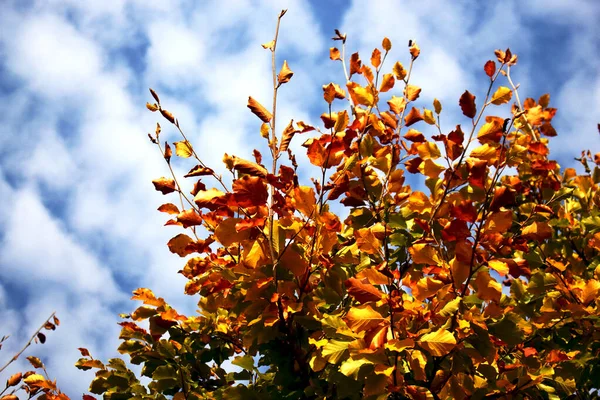 Hojas superiores amarillas y rojas sobre fondo azul del cielo —  Fotos de Stock