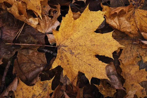 Amarillo arce seco otoño hojas alfombra fondo — Foto de Stock