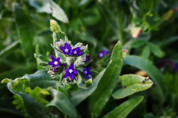 Μπλε Λουλούδι Τομέα Ζεύγη Εντόμων Και Μακρά Φύλλα Φόντο — Φωτογραφία Αρχείου