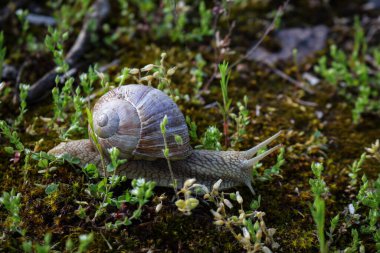 Kuru zeminde hareket eden salyangoz yosun ve küçük çimen ormanı arka planında