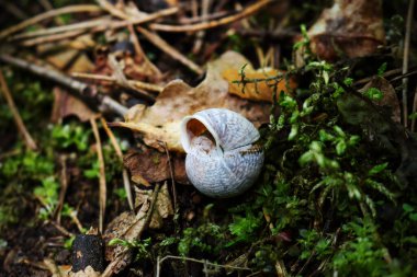 Yeşil orman yosunlarının, kuru yaprakların ve çam iğnelerinin üzerinde baş aşağı duran boş salyangoz kabuğu.