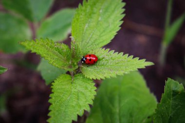 Siyah bacaklı dişi böcek bulanık arka planda yeşil ısırgan otunun üzerinde oturuyor.